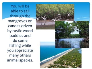 You will be
   able to sail
  through the
mangroves on
 canoes driven
by rustic wood
  paddles and
     do some
  fishing while
you appreciate
  many others
animal species.
 