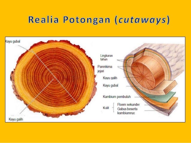 Materi ragam media pembelajaran kopertis 2015