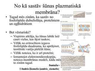 No kā sastāv šūnas plazmatiskā
              membrāna?
• Tagad mēs zinām, ka sastāv no
  fosfolipīdu dubultslāņa, proteīniem
  un ogļhidrātiem

• Bet vēsturiski?
   – Vispirms atklāja, ka šūnas labāk laiž
     cauri vielas, kas šķist taukos;
   – Vēlāk no eritrocītiem ieguva
     fosfolipīdu daudzumu, ko aprēķinot,
     teorētiski varēja pārklāt šūnu;
   – Vēlāk noteica, ka ir arī proteīni;
   – Izmantojot elektronmikroskopiju,
     noteica membrānas modeli, kādu mēs
     to zinām tagad.
 