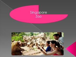 Singapore
Zoo
 