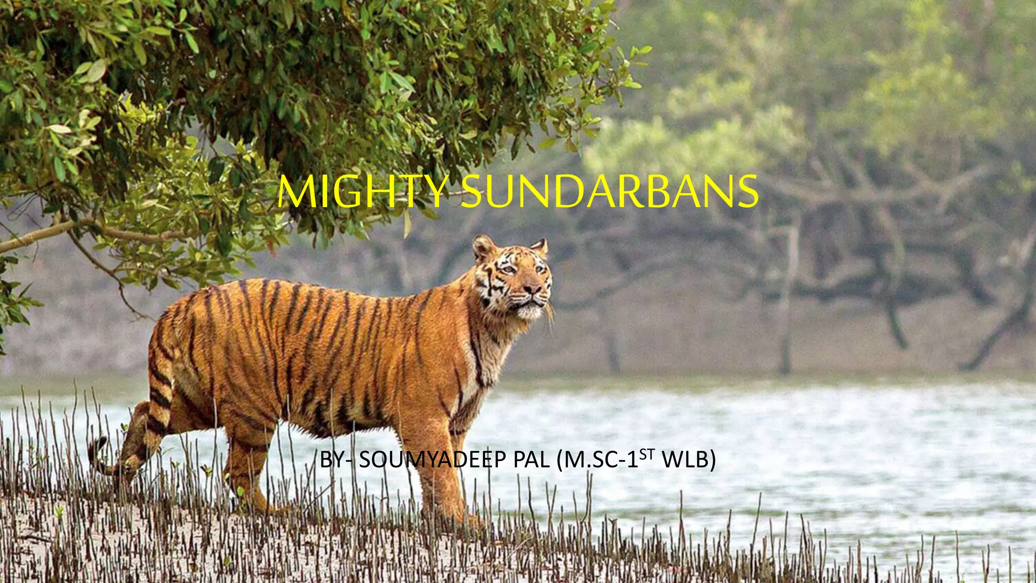 Sundarbans Python SUNDARBAN.pptx