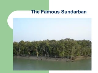 The Famous Sundarban 