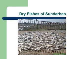 Dry Fishes of Sundarban 