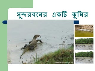 সুন্দরবনের একটি কুমির 