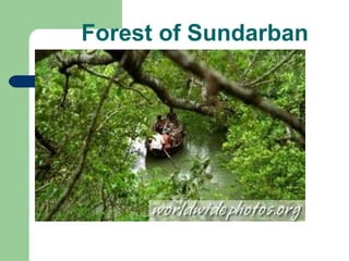 Forest of Sundarban 