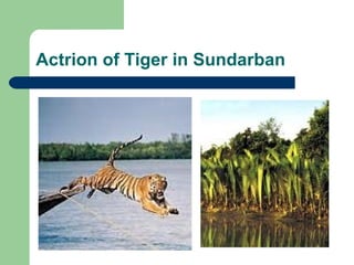 Actrion of Tiger in Sundarban 