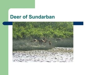 Deer of Sundarban 