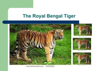 The Royal Bengal Tiger 