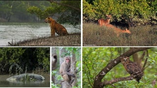 Sundarbans Python Sundarbans-an introduction by Dibash deb | PPTX