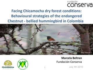Facing Chicamocha dry forest conditions: Behavioural strategies of the endangered Chestnut - bellied hummingbird in Colombia  Marcela Beltran Fundación  Conserva July 4th 2010 Jorge Parra © 