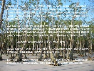 FAUNA -A UNIQUE ECOSYSTEM AND A RICH WILD LIFE HABITAT .
ACCORDING TO 2011 TIGER CENSUS THERE ARE ABOUT 270 TIGERS ,
FISHING CATS , MACAQUES , WILD BOARS , COMMONGREY MANGOOSES ,
FOXES , JUNGLE CATS , FLYING FOX , PANGOLINS , SPOTTED DEER ARE IN
ABUNDANCE .
AVI FAUNA - RICH IN BIRD LIFE WITH 170 SPECIES . ENDEMIC BROWN
WINGED KINGFISHER GLOBALLY THREATENED LESSER ADJUTANTS AND
MASKE FIN FOOTS ARE DOMINANT . POPULAR BIRDS OPEN BILLED STORKS
, BLACK –HEADED EBIS , WATER HENS , SPOTTED DOVES , GREAT EGRETS .
DESIGNATED A RAMSAR SITE ON MAY , 1992
AQUA FAUNA - SAW FISH , BUTTER FISH . COMMON CARP , SILVER CARP ,
STAR FISH , KING CRAB , PRAWN , SHRIMPS ETC .
REPTILES – OLIVE RIDLEY TURTLES , SEA SNAKES , ESTUARINE
CROCODILES , CHAMELEONS , KING COBRAS , SALVATOR LIZARDS ETC.
 