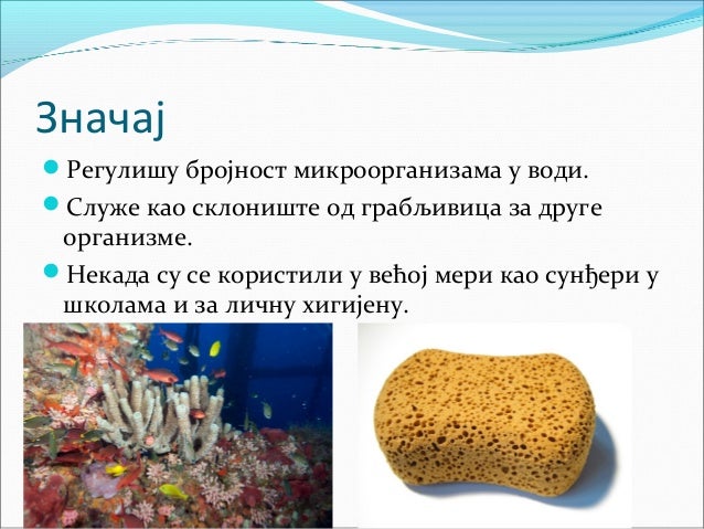 Sunđeri