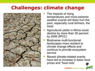 Challenges: climate change
            The impacts of rising
               temperatures and more-extreme
               weather events will likely hurt the
               poor, especially rural farmers, the
               most
              Agricultural yields in Africa could
               decline by more than 30 percent
               by 2050 (IPCC)
              Biodiverse multi-functional
               landscapes more resilient to
               climate change effects and
               continue to provide ecosystem
               service
              Recent climate-related events
               have led to increase in basic food
               prices and “food riots”
                             THINKING beyond the canopy
 