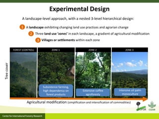 Agrarian change in tropical forests: A change for the better?