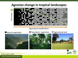 Agrarian change in tropical forests: A change for the better?