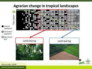 Agrarian change in tropical forests: A change for the better?