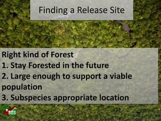 Landscape restoration to support Bornean orangutan rehabilitation and reintroduction