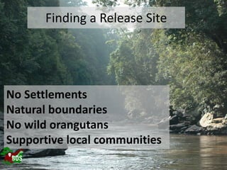 Landscape restoration to support Bornean orangutan rehabilitation and reintroduction