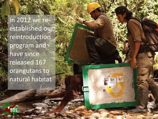 Landscape restoration to support Bornean orangutan rehabilitation and reintroduction