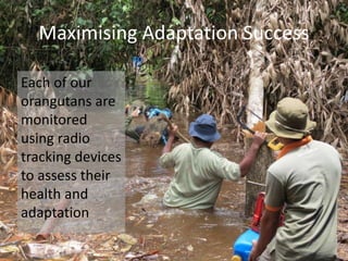 Landscape restoration to support Bornean orangutan rehabilitation and reintroduction