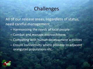 Landscape restoration to support Bornean orangutan rehabilitation and reintroduction