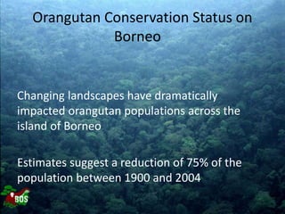 Orangutan Conservation Status on
Borneo
Changing landscapes have dramatically
impacted orangutan populations across the
is...