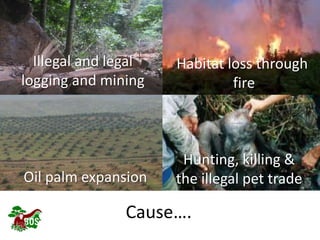 Landscape restoration to support Bornean orangutan rehabilitation and reintroduction