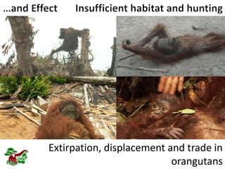 Landscape restoration to support Bornean orangutan rehabilitation and reintroduction