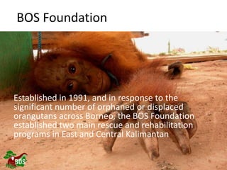 Landscape restoration to support Bornean orangutan rehabilitation and reintroduction