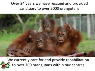 Landscape restoration to support Bornean orangutan rehabilitation and reintroduction
