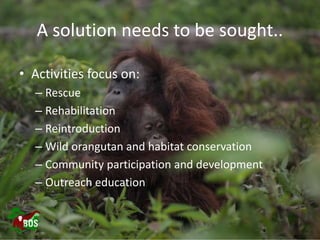 Landscape restoration to support Bornean orangutan rehabilitation and reintroduction
