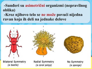 -Sunđeri su asimetrični organizmi (nepravilnog
oblika)
-Kroz njihovo telo se ne može povući nijedna
ravan koja ih deli na jednake delove
 