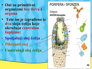  Oni su primitivni
organizmi bez tkiva i
organa
 Telo im je izgrađeno iz
dva sloja ćelija koje
okružuju centralnu
šupljinu:
Spoljašnji sloj ćelija
Pihtijasti sloj
Unutrašnji sloj ćelija
 