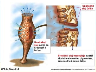 Spoljašnji
sloj ćelija
Unutrašnji
sloj-ćelije sa
kragnom i
bičem
Središnji sloj-mezogleja sadrži
skeletne elemente, pigmentne,
ameboidne i polne ćelije
 