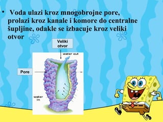 
Voda ulazi kroz mnogobrojne pore,
prolazi kroz kanale i komore do centralne
šupljine, odakle se izbacuje kroz veliki
otvor
Pore
Veliki
otvor
 