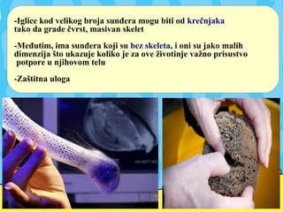 -Iglice kod velikog broja sunđera mogu biti od krečnjaka
tako da grade čvrst, masivan skelet
-Međutim, ima sunđera koji su bez skeleta, i oni su jako malih
dimenzija što ukazuje koliko je za ove životinje važno prisustvo
potpore u njihovom telu
-Zaštitna uloga
 