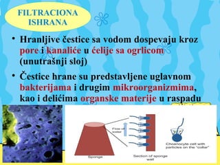 FILTRACIONA
ISHRANA

Hranljive čestice sa vodom dospevaju kroz
pore i kanaliće u ćelije sa ogrlicom
(unutrašnji sloj)

Čestice hrane su predstavljene uglavnom
bakterijama i drugim mikroorganizmima,
kao i delićima organske materije u raspadu
 