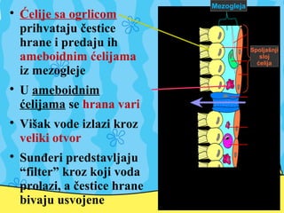 
Ćelije sa ogrlicom
prihvataju čestice
hrane i predaju ih
ameboidnim ćelijama
iz mezogleje

U ameboidnim
ćelijama se hrana vari

Višak vode izlazi kroz
veliki otvor

Sunđeri predstavljaju
“filter” kroz koji voda
prolazi, a čestice hrane
bivaju usvojene
Mezogleja
Spoljašnji
sloj
ćelija
 
