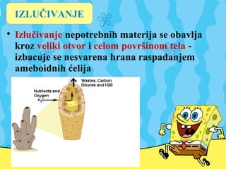 
Izlučivanje nepotrebnih materija se obavlja
kroz veliki otvor i celom površinom tela -
izbacuje se nesvarena hrana raspadanjem
ameboidnih ćelija
IZLUČIVANJE
 