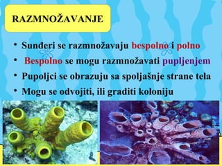 RAZMNOŽAVANJE

Sunđeri se razmnožavaju bespolno i polno

Bespolno se mogu razmnožavati pupljenjem

Pupoljci se obrazuju sa spoljašnje strane tela

Mogu se odvojiti, ili graditi koloniju
 