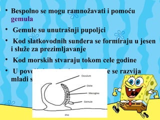 
Bespolno se mogu ramnožavati i pomoću
gemula

Gemule su unutrašnji pupoljci

Kod slatkovodnih sunđera se formiraju u jesen
i služe za prezimljavanje

Kod morskih stvaraju tokom cele godine

U povoljnim uslovima iz gemule se razvija
mladi sunđer
 