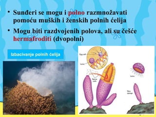 
Sunđeri se mogu i polno razmnožavati
pomoću muških i ženskih polnih ćelija

Mogu biti razdvojenih polova, ali su češće
hermafroditi (dvopolni)
Izbacivanje polnih ćelija
 
