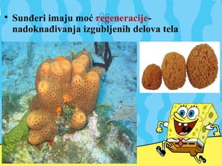 
Sunđeri imaju moć regeneracije-
nadoknađivanja izgubljenih delova tela
 