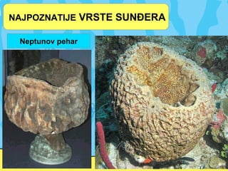 NAJPOZNATIJE VRSTE SUNĐERA
Neptunov pehar
 