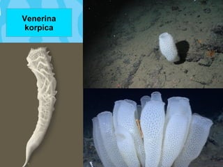 Venerina
korpica
 