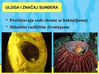 ULOGA I ZNAČAJ SUNĐERA

Prečišćavaju vode (hrane se bakterijama)

Sklonište različitim životinjama
 