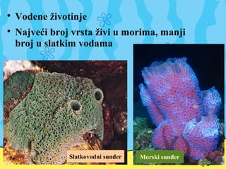 
Vodene životinje (žive u čistim vodama)

Najveći broj vrsta živi u morima, manji
broj u slatkim vodama
Slatkovodni sunđer Morski sunđer
 