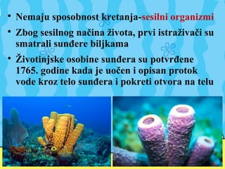 
Nemaju sposobnost kretanja-sesilni organizmi

Zbog sesilnog načina života, prvi istraživači su
smatrali sunđere biljkama

Životinjske osobine sunđera su potvrđene
1765. godine kada je uočen i opisan protok
vode kroz telo sunđera i pokreti otvora na telu
 