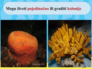 Mogu živeti pojedinačno ili graditi kolonije
 