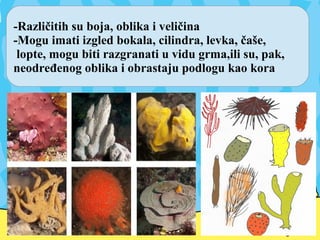 -Različitih su boja, oblika i veličina
-Mogu imati izgled bokala, cilindra, levka, čaše,
lopte, mogu biti razgranati u vidu grma,ili su, pak,
neodređenog oblika i obrastaju podlogu kao kora
 